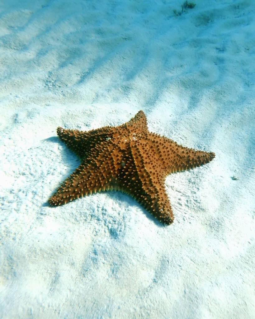 Cozumel Snorkeling Tour: Palancar, Colombia & El Cielo Reefs - View 1