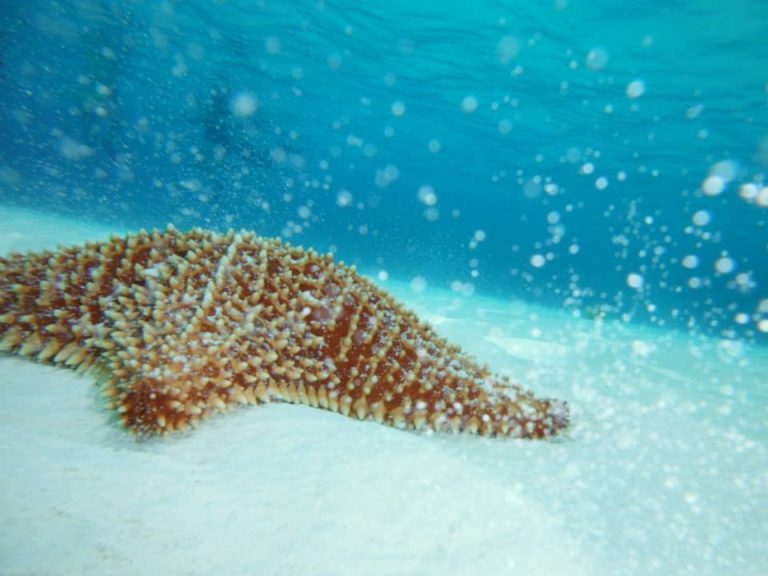 Starfish resting on white sand in shallow water at El Cielo