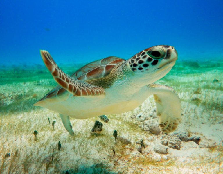 Sea turtle swimming over seagrass in Cozumel