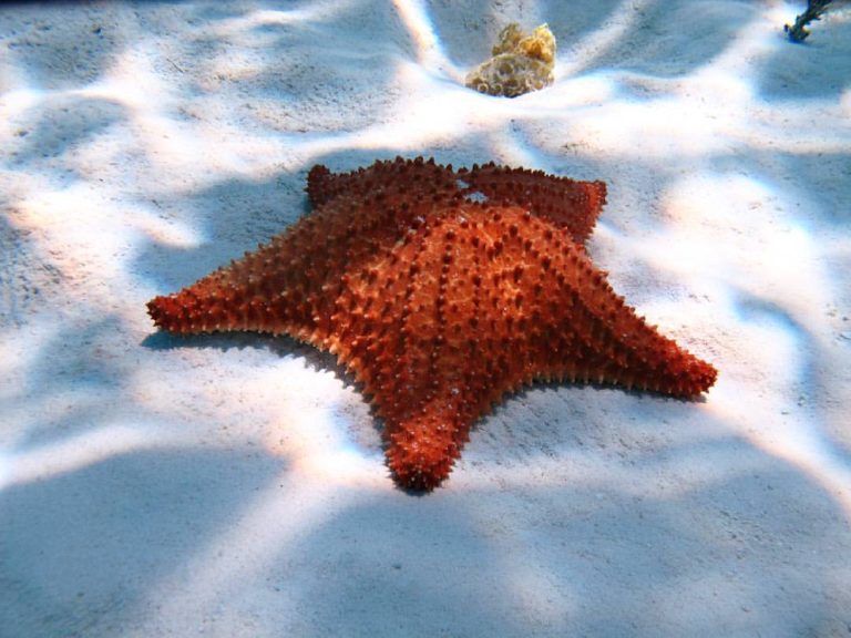 Red cushion starfish on white sand at El Cielo