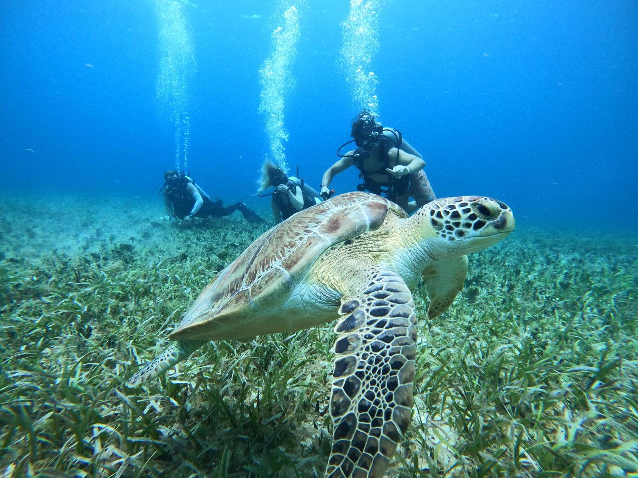 Cozumel Scuba Dive at Chankanaab Park - View 1